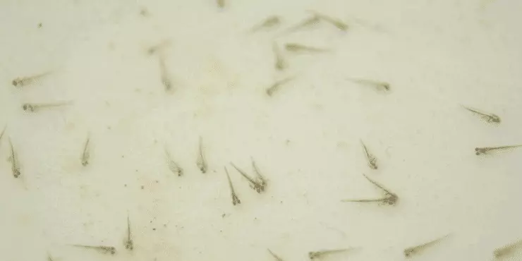 Goldfish Ka Scientific Naam Kya Hai