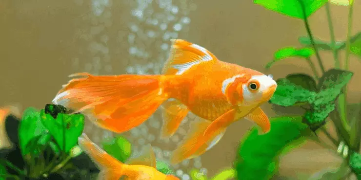 goldfish ka Scientific Naam kya hai